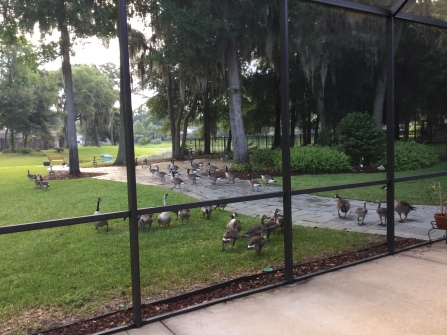 2015 geese 6-3-2015