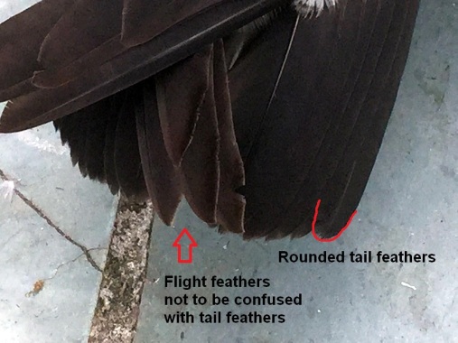 2015 ID Tails 2 SECOND LABELED 7-6-2015